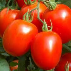 Tomato Seed