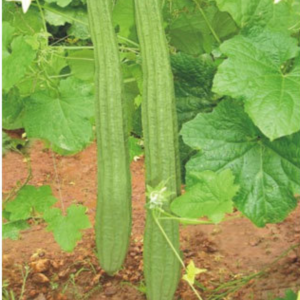 Ridge Gourd Seed -Long