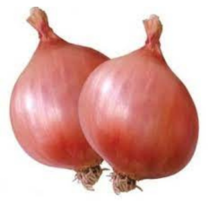 Onion Seed - Pune Light Red