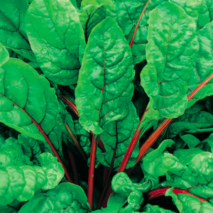 Red Spinach seeds