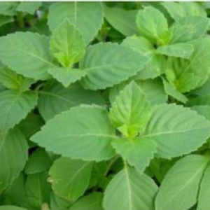 Basil (Tulsi) Seed