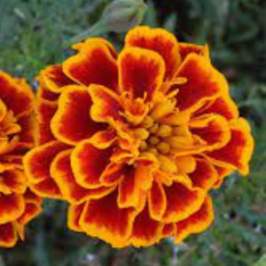 Marigold seed - Jafri