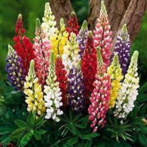 Lupin seed - Pixie Dwarf Mix