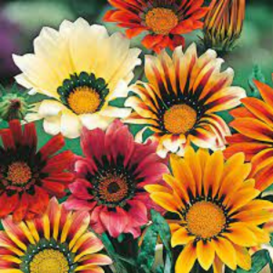 Gazania seed - Sun Shine Mix