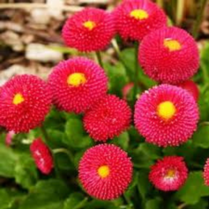 Daisy seed - Red