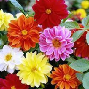 Dahlia seed - Unwin Hybrid Mix