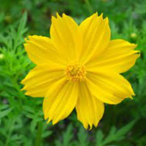 Cosmos seed - Yellow