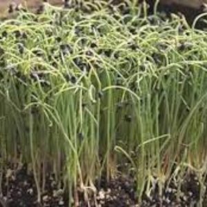 Microgreen seed - Onion