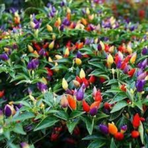 Ornamental Chilli seed - Choice Mix