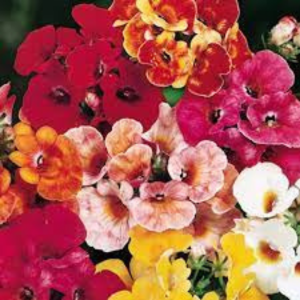 Nemesia seed - Carnival Mix