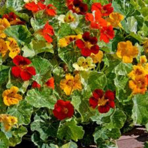Nasturtium seed - Variegated
