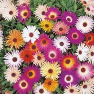 Mesembryanthemum seed - Ice Plant Mix